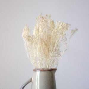 Suszony Broom Bloom - obrazek 1