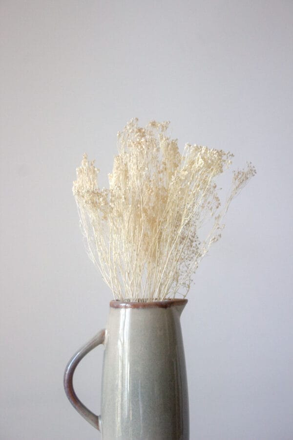 Suszony Broom Bloom Suszony Broom Bloom