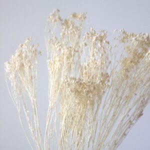 Suszony Broom Bloom - obrazek 2