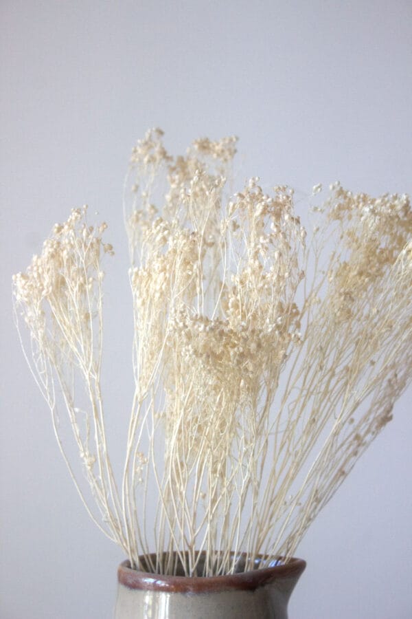 Suszony Broom Bloom