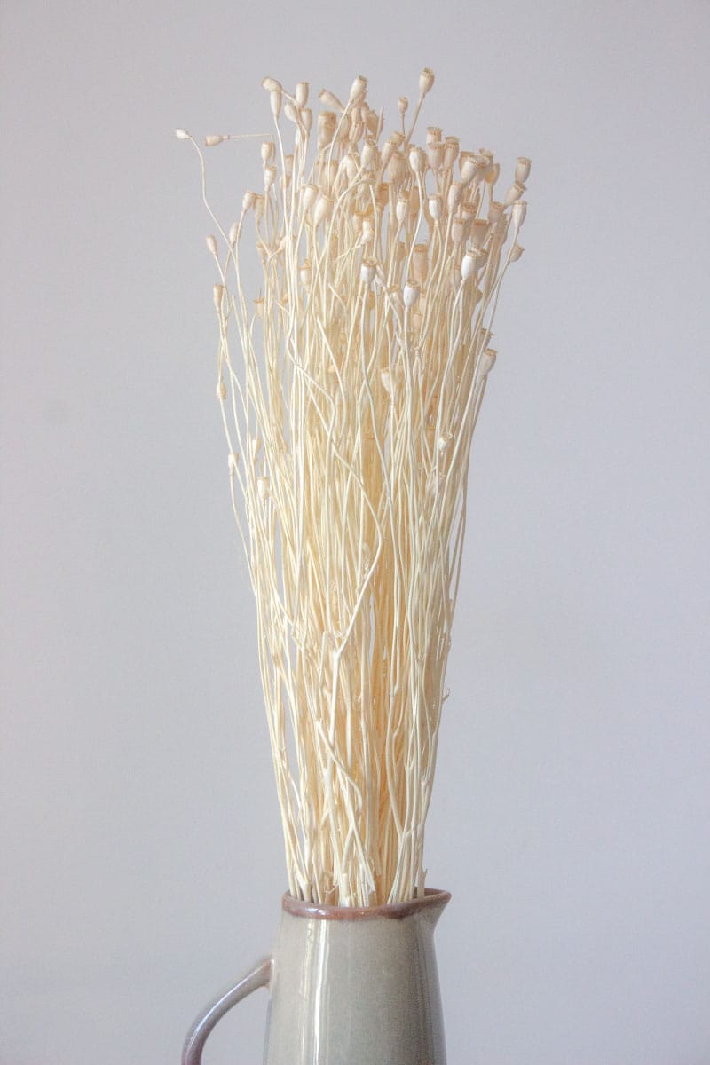 Suszony Mak - obrazek 2