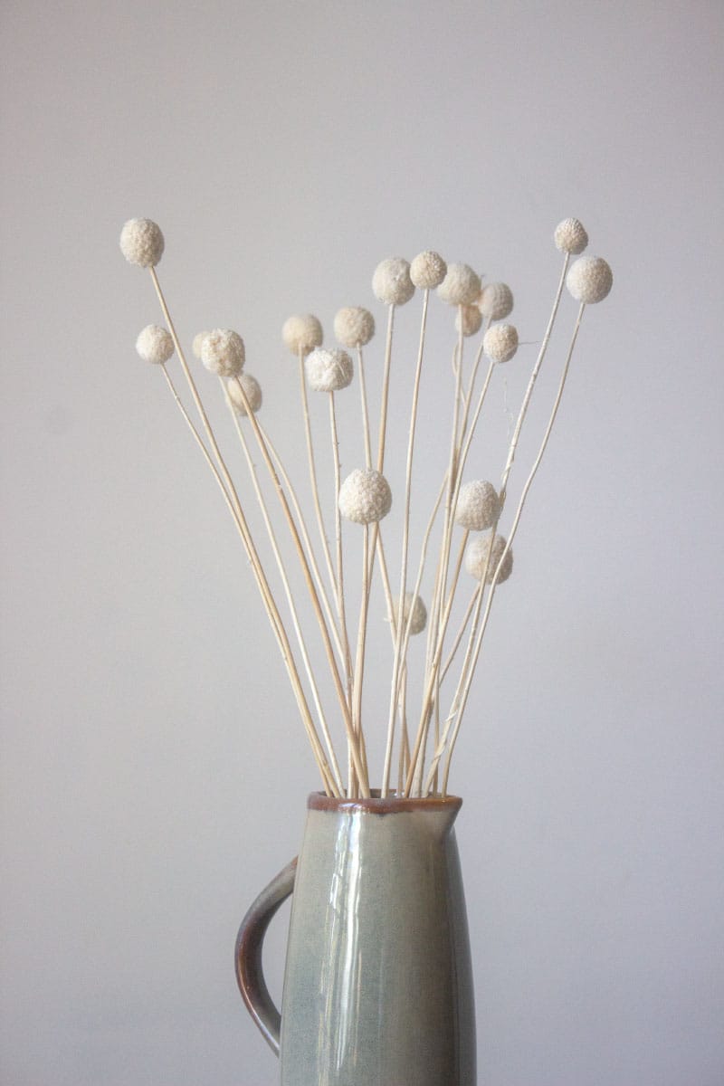 Suszona Kraspedia Kulista