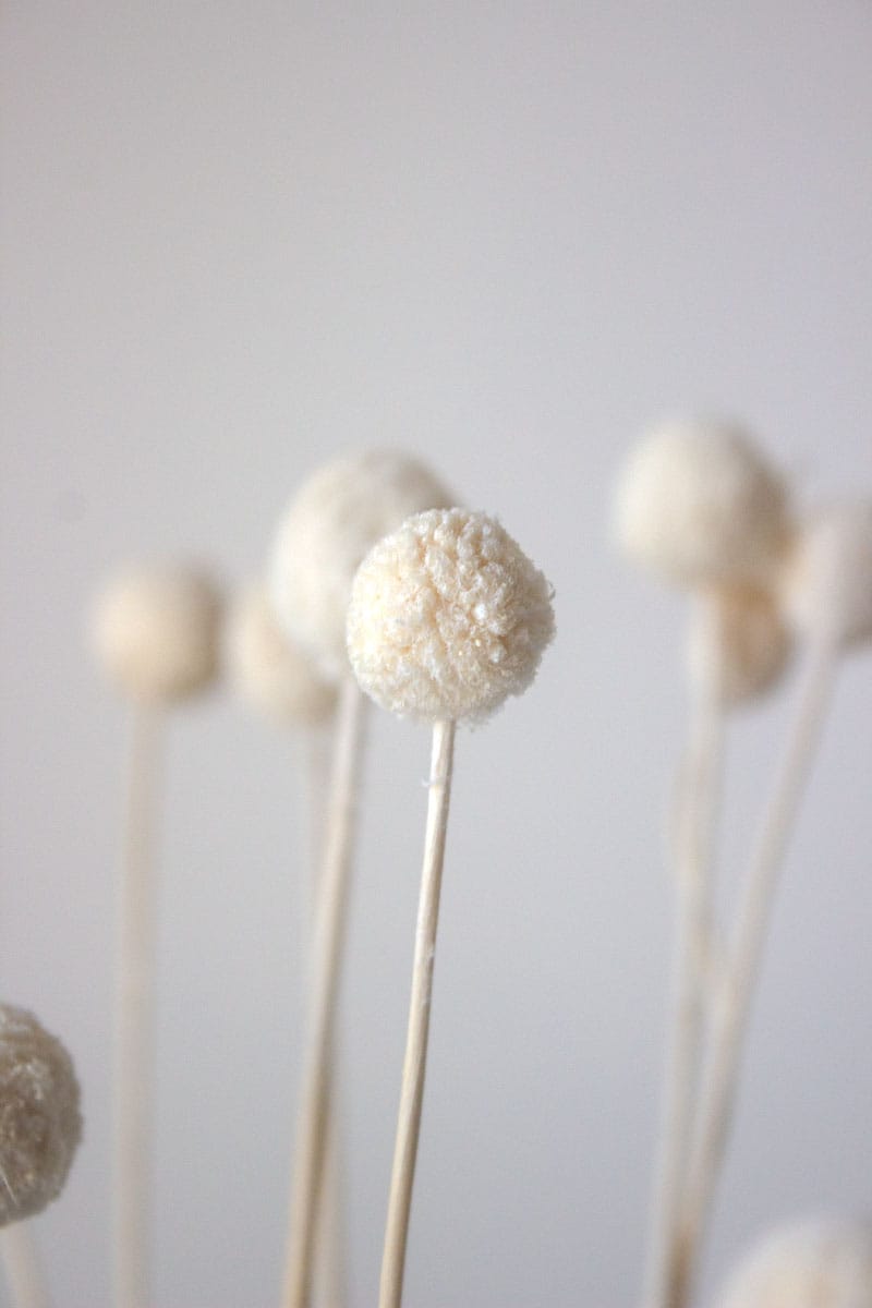 Suszona Kraspedia Kulista - obrazek 2