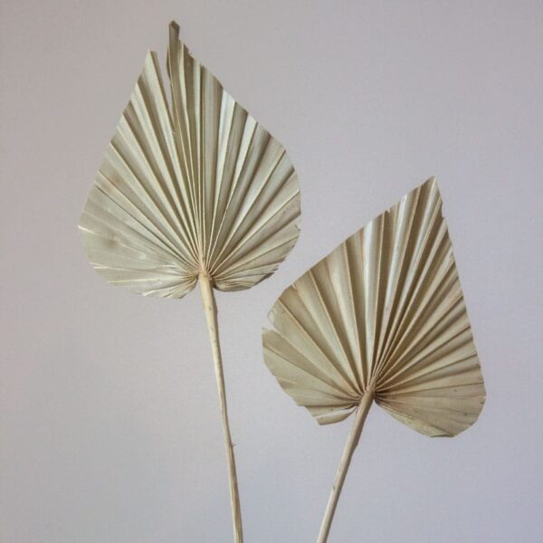 Suszony Liść Palmy