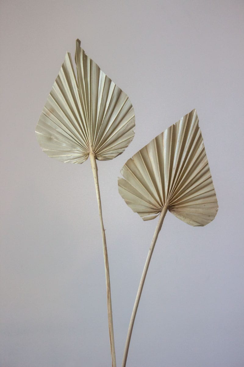 Suszony Liść Palmy