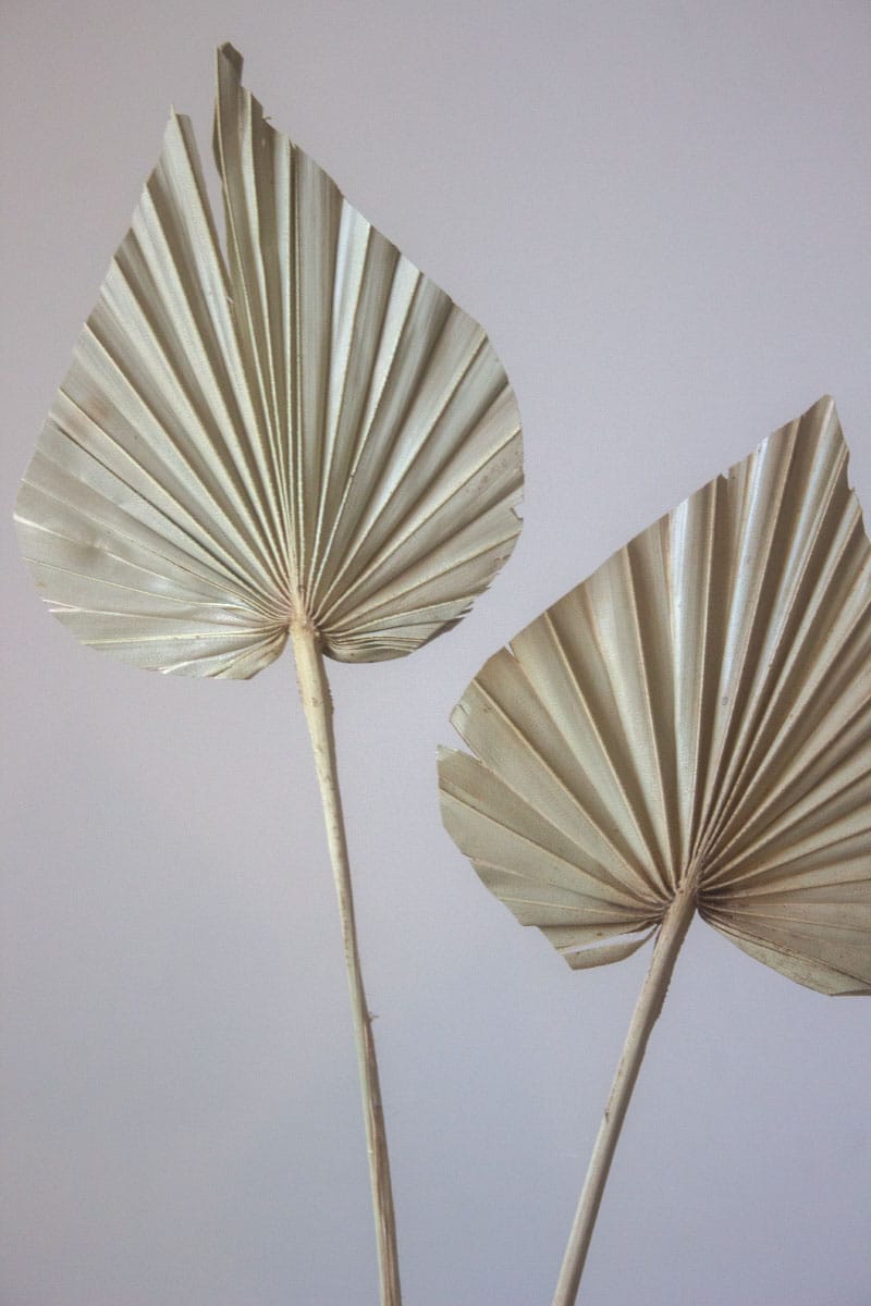 Suszony Liść Palmy - obrazek 2