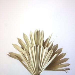 Suszony Liść Palmy SUN - obrazek 5