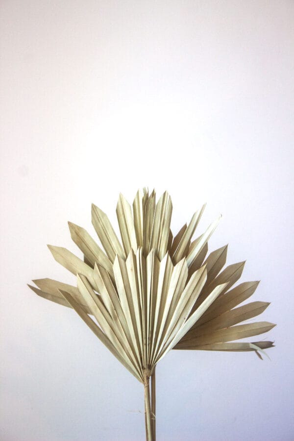 Suszony Liść Palmy SUN