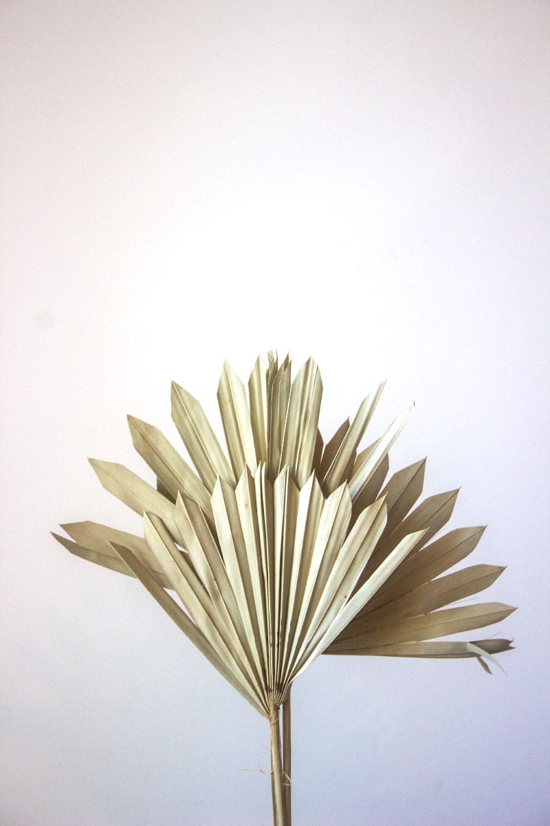 Suszony Liść Palmy SUN - obrazek 5
