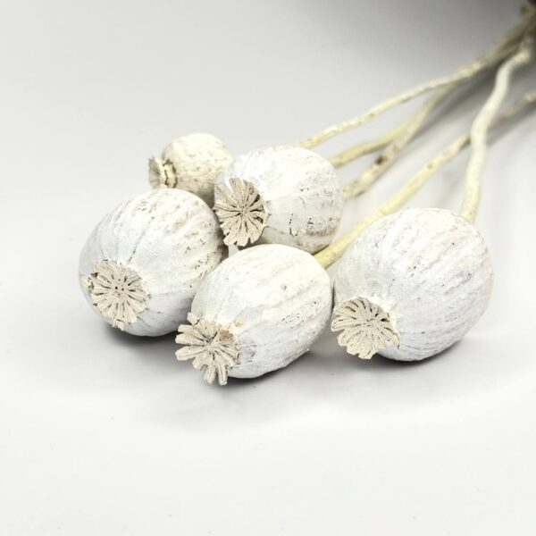 Suszony duży mak biały Suszony duży mak biały