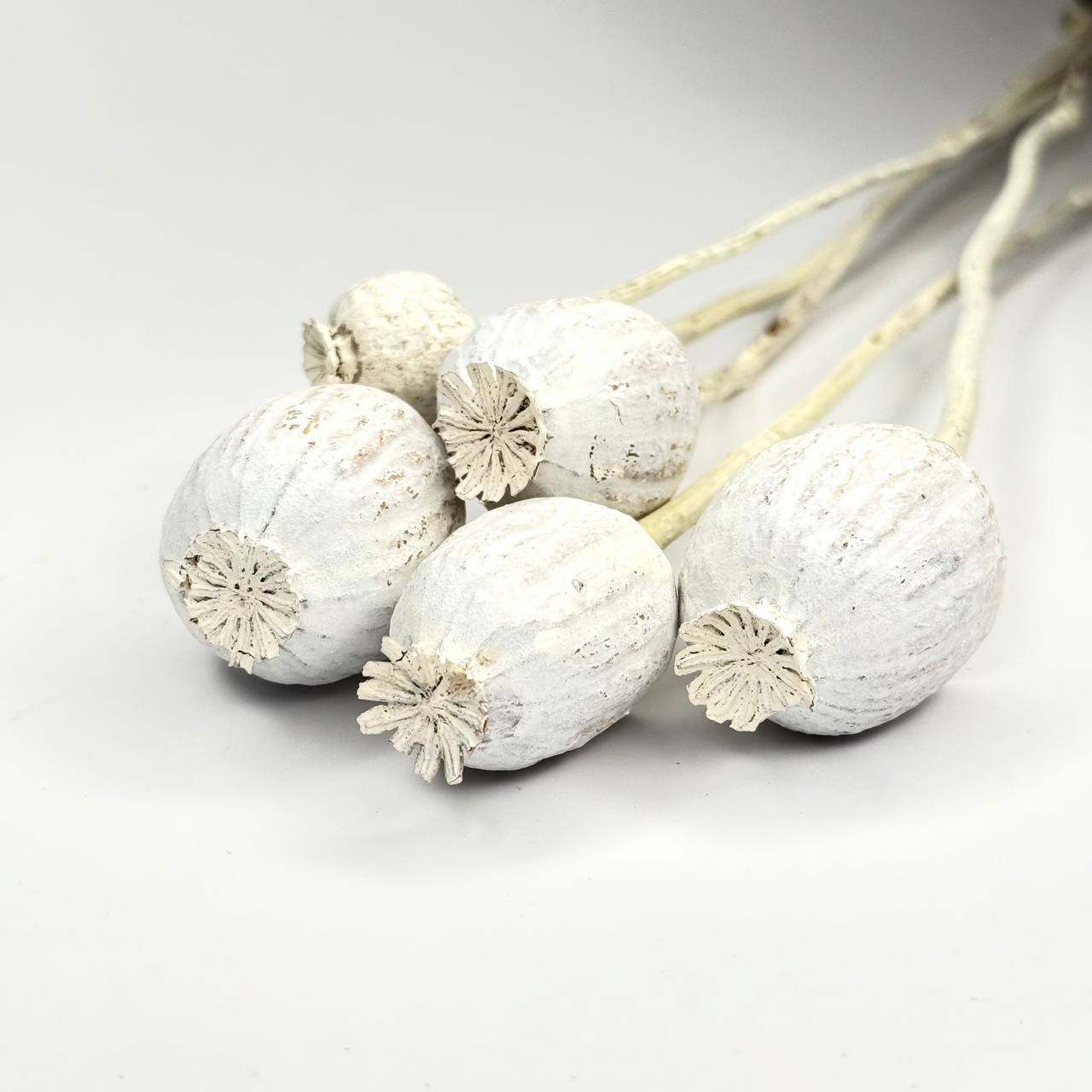 Suszony duży mak biały