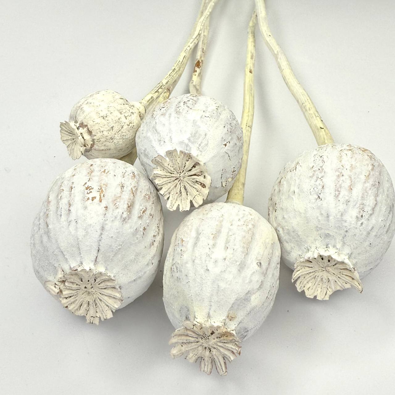 Suszony duży mak biały