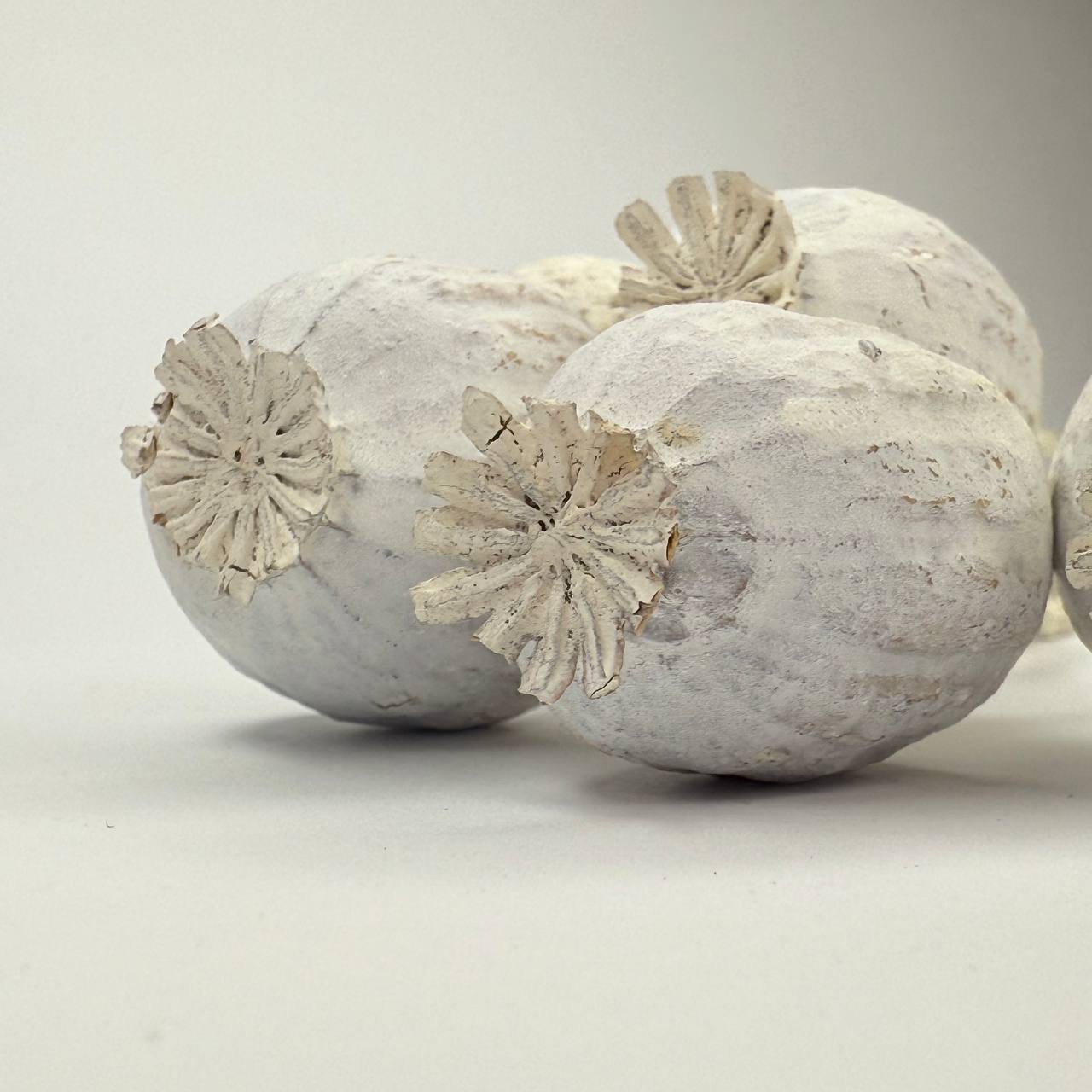 Suszony duży mak biały