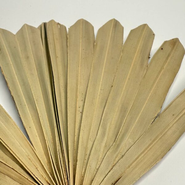 Suszony Liść Palmy SUN