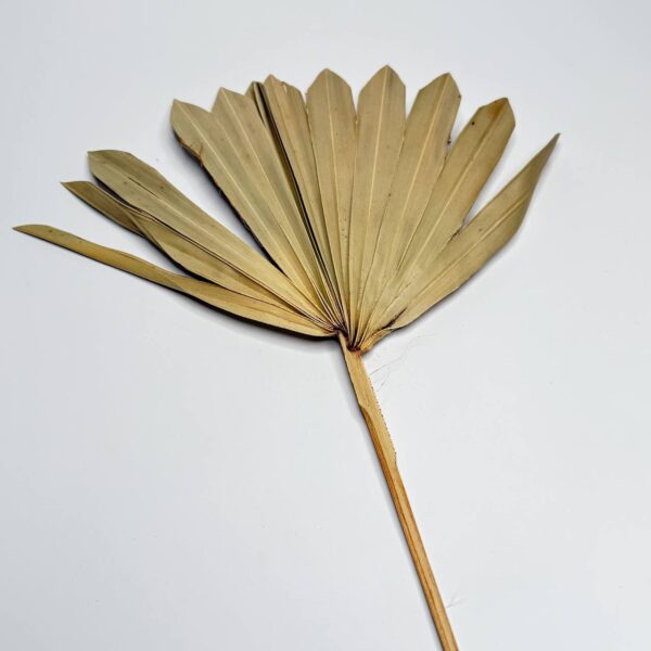 Suszony Liść Palmy SUN Suszony Liść Palmy SUN
