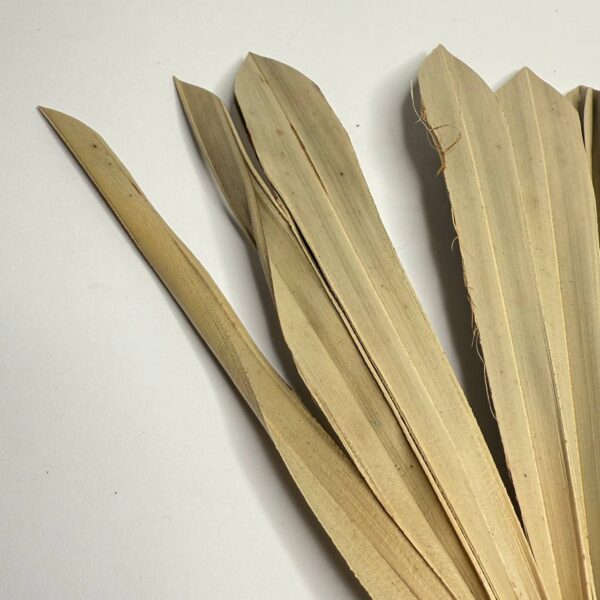 Suszony Liść Palmy SUN