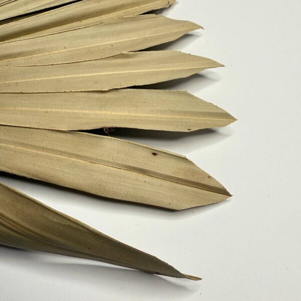 Suszony Liść Palmy SUN