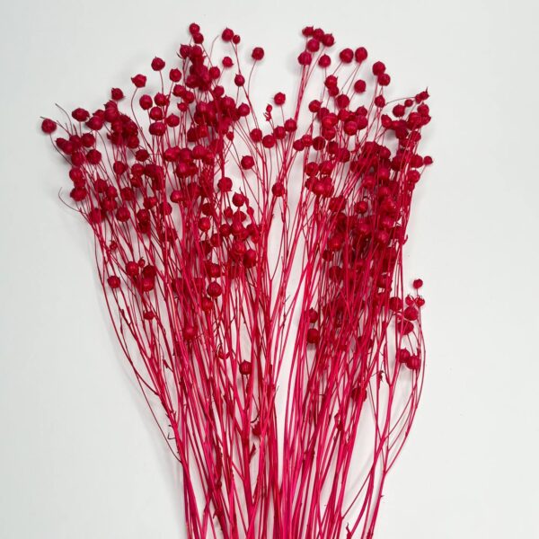 len suszony czerwony len suszony czerwony