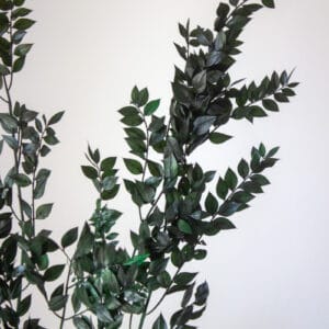 Ruskus Stabilizowany Zielony - obrazek 3