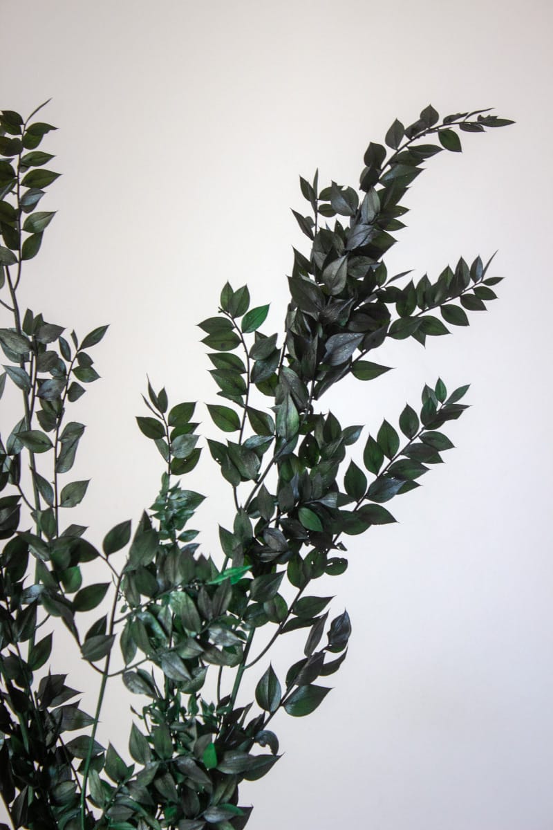 Ruskus Stabilizowany Zielony - obrazek 3