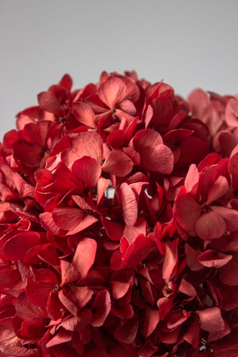 Hortensja w zestawie z wazonem - obrazek 2