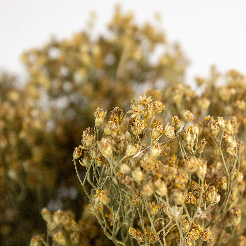 Suszony Broom Bloom - obrazek 2