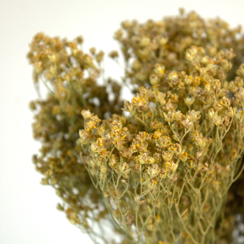 Suszony Broom Bloom - obrazek 3