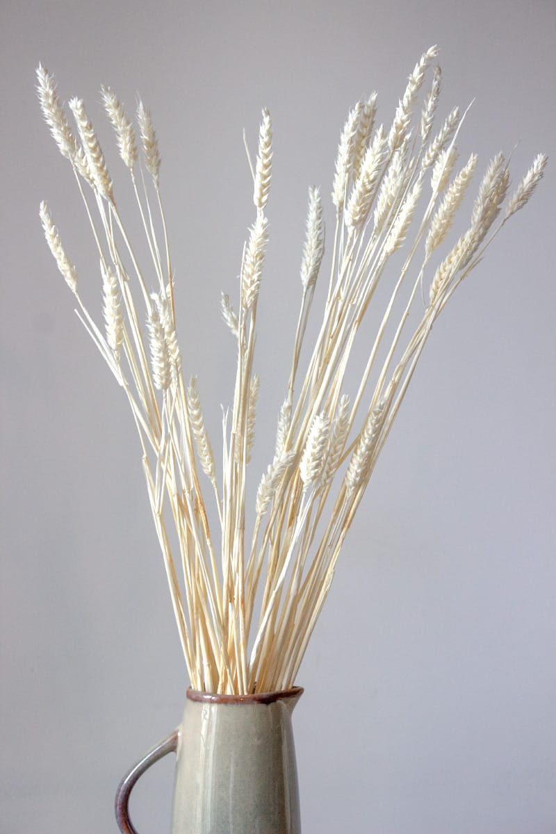 Pszenica Suszona Biała