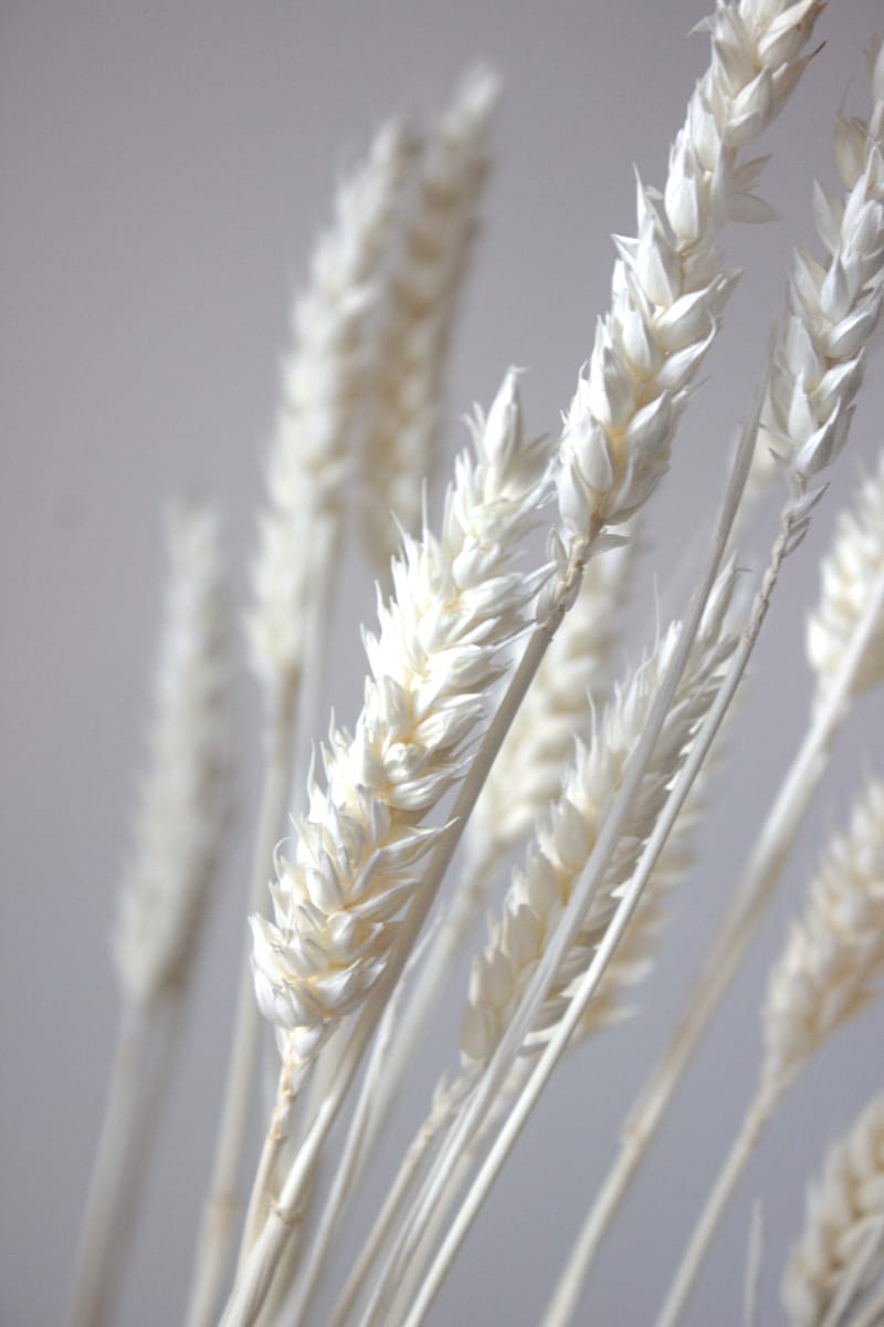 Pszenica Suszona Biała - obrazek 2