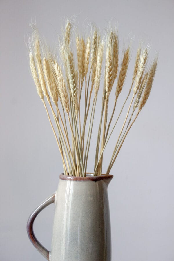 Suszone rośliny Suszone rośliny