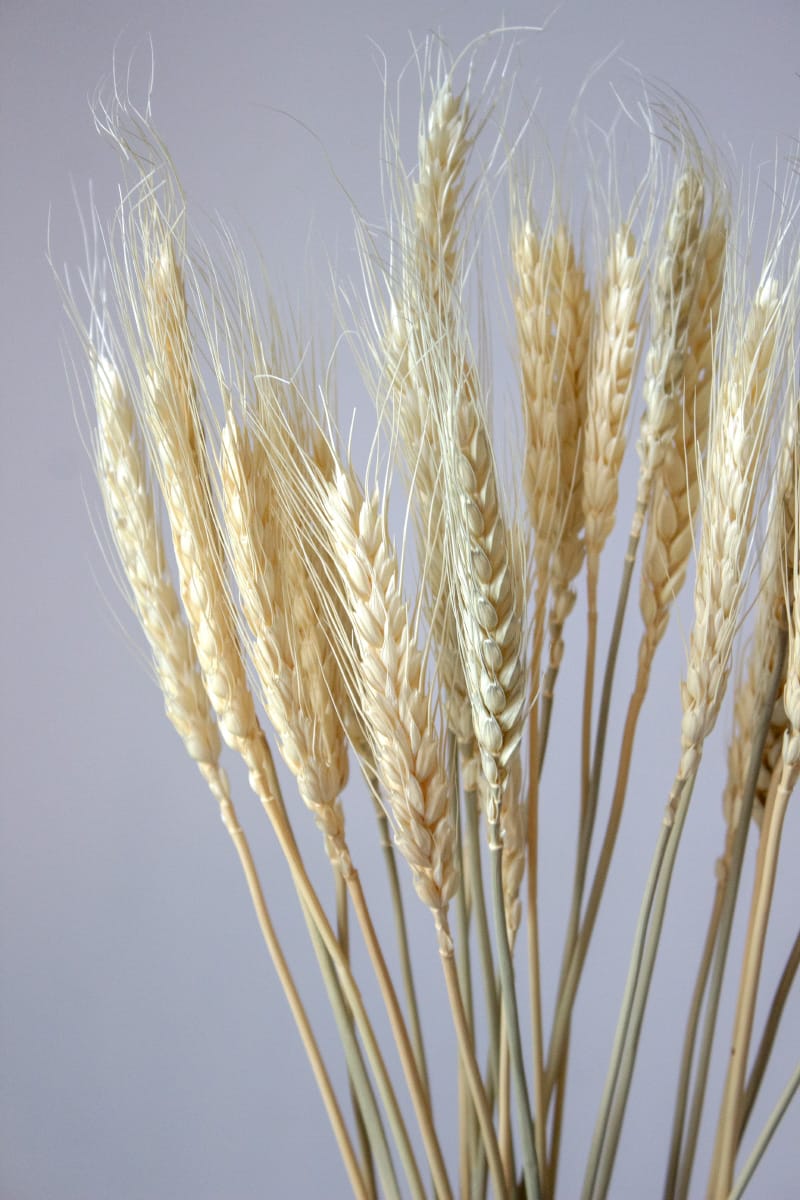 Suszona Pszenica Żółta - obrazek 2