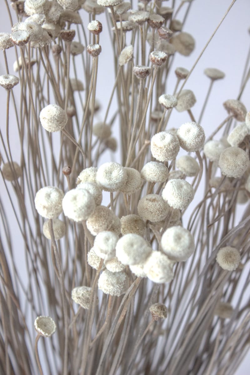 Botao Suszone - obrazek 2