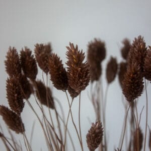 Phalaris Suszony (Brązowy) - obrazek 2