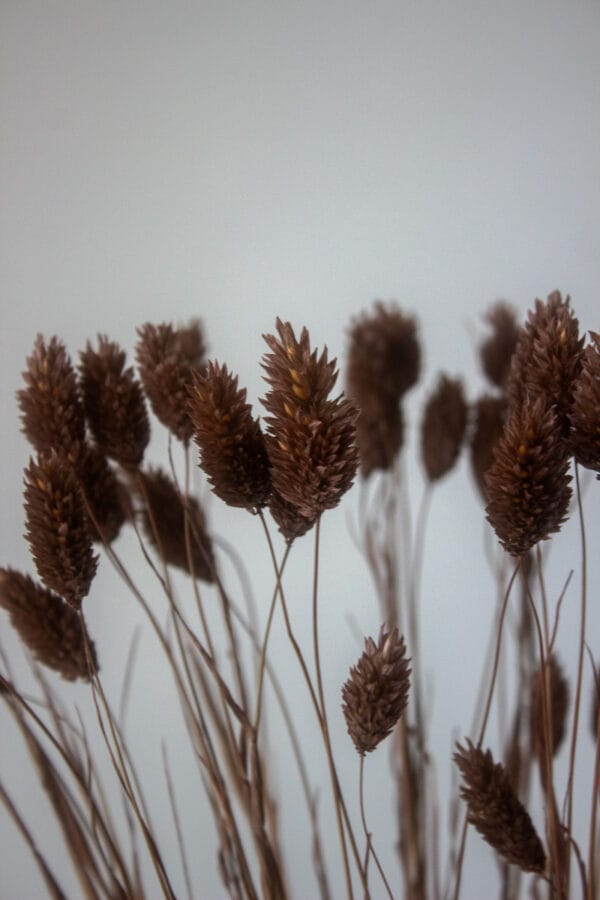 Phalaris Suszony (Brązowy)