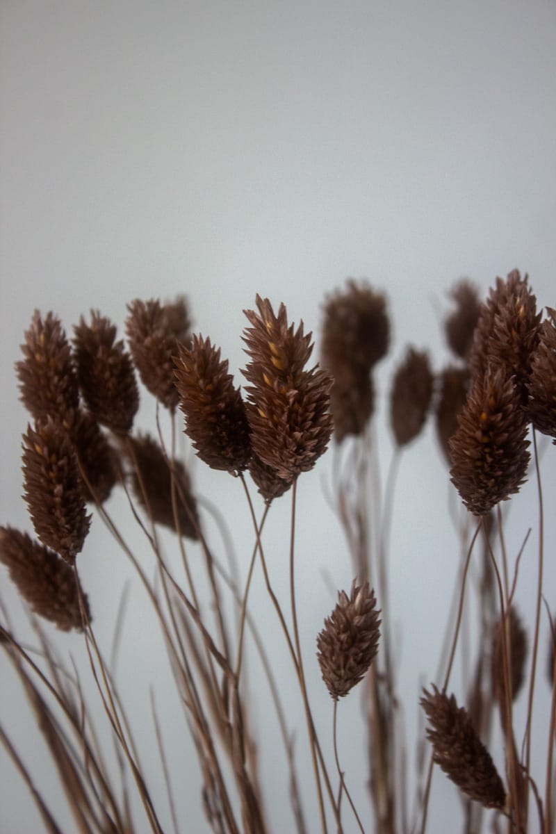 Phalaris Suszony (Brązowy) - obrazek 2