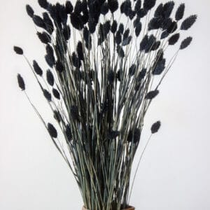 Phalaris KanarSuszony