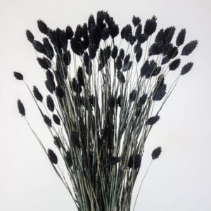 Phalaris KanarSuszony