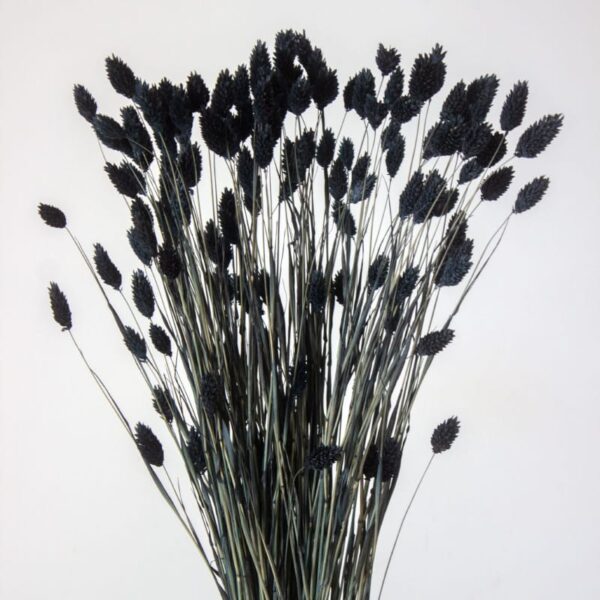 Phalaris KanarSuszony