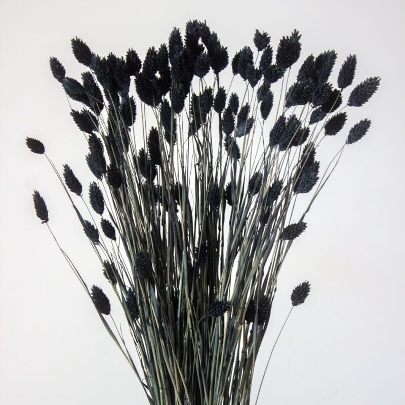 Phalaris KanarSuszony