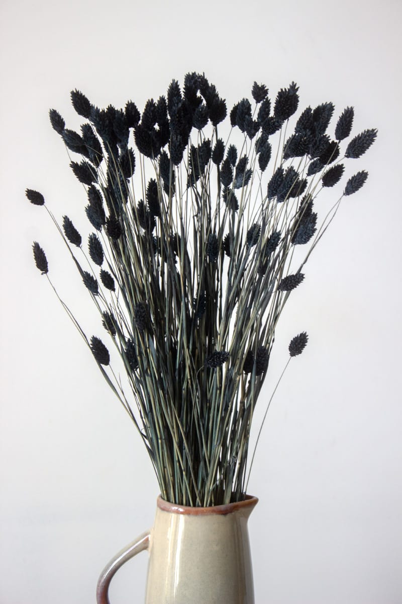 Phalaris KanarSuszony