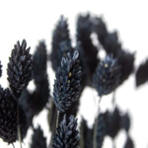 Phalaris Suszony (Czarny) - obrazek 2