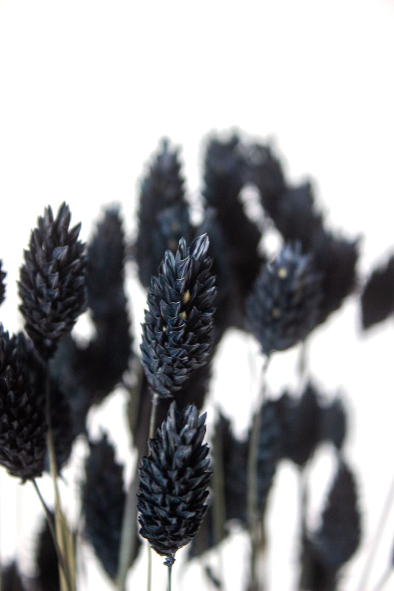 Phalaris Suszony (Czarny) - obrazek 2