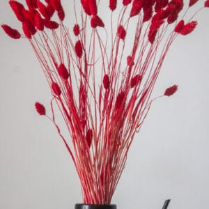 Phalaris Suszony (Czerwony)