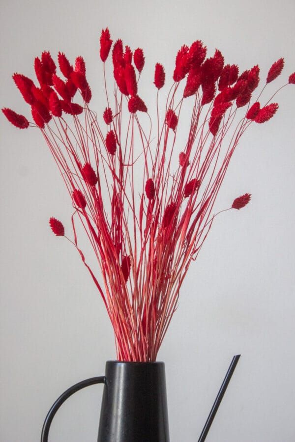 Suszony Phalaris (Kanar)_czerwony Phalaris Suszony (Czerwony)