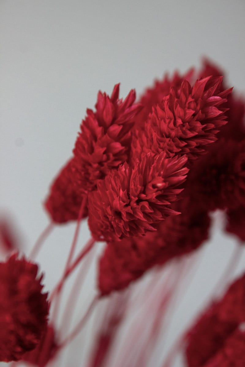 Phalaris Suszony (Czerwony) - obrazek 2