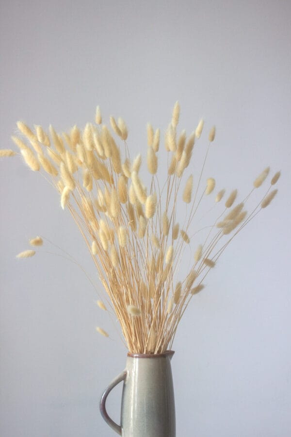 Suszone rośliny Suszone rośliny