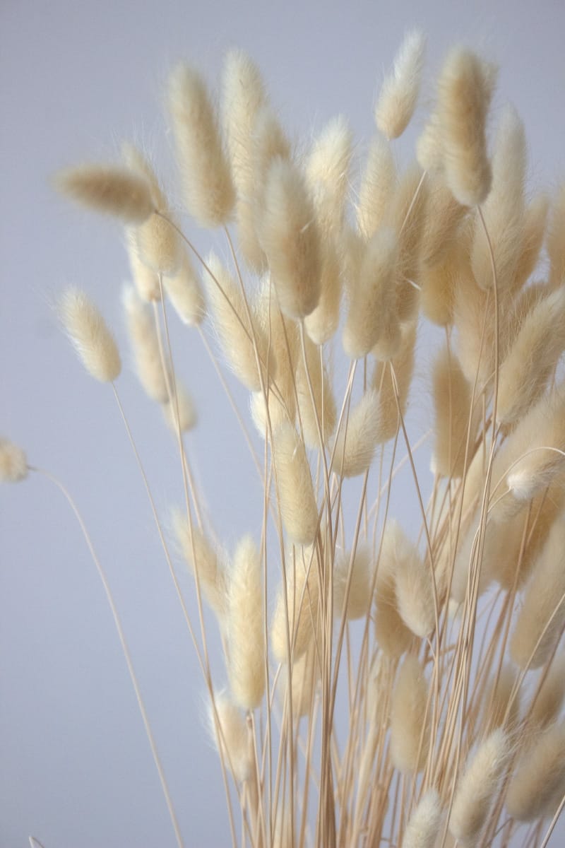 Dmuszek Suszony Jajowaty (Beżowy) - obrazek 2