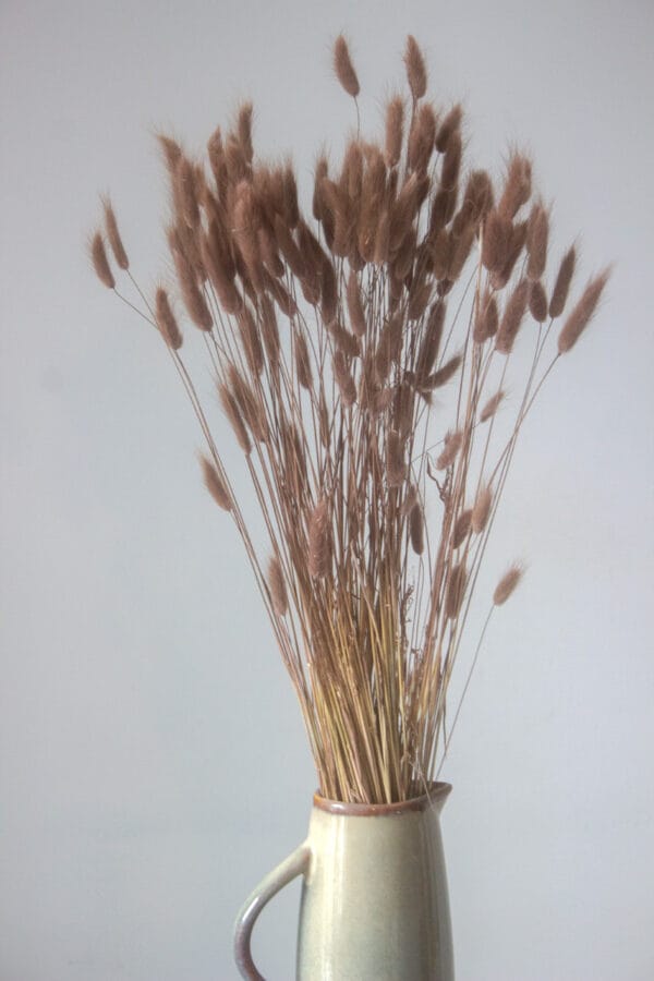 Suszony dmuszek jajowaty (Lagurus) brazowy Suszony Dmuszek Jajowaty (Brązowy)