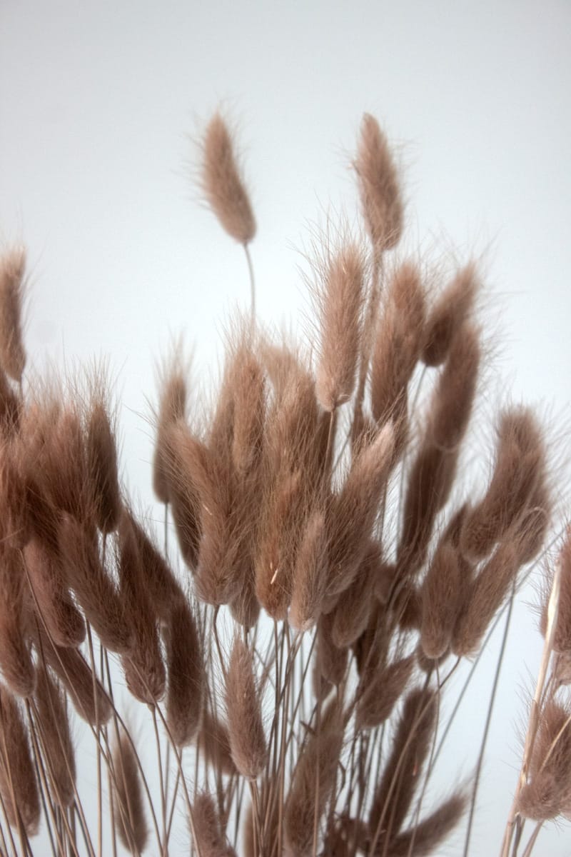 Suszony Dmuszek Jajowaty (Brązowy) - obrazek 2