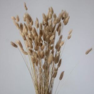 Suszony Dmuszek Jajowaty (Piaskowy) - obrazek 1